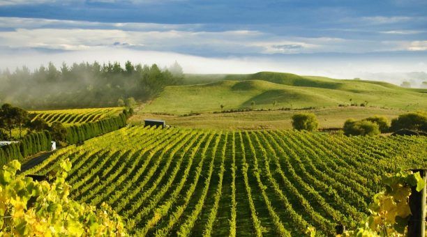 Nový Zéland – Krajina a víno